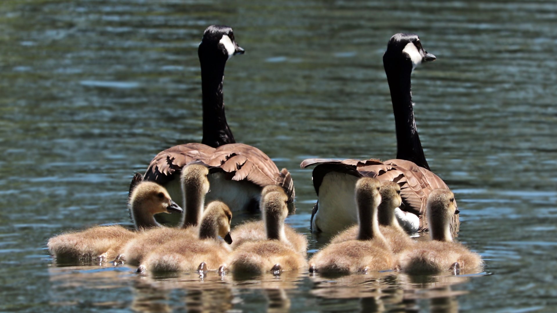 Life insurance coverage